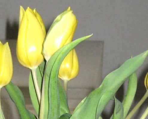 Frühjahrsputz Tipps von Nasha Ambrosch
