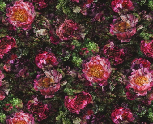 Bezugsstoff-Blumen-Romaunt Rose Fuchsia Designers-Guild