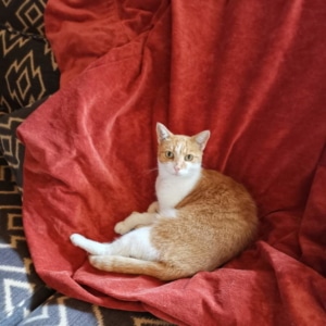 Sofa mit strapazierfähigem Möbelstoff mit Katze