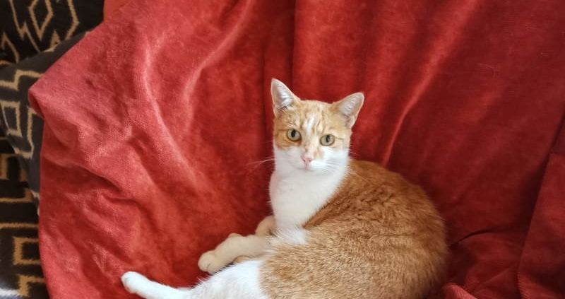 Sofa mit strapazierfähigem Möbelstoff mit Katze